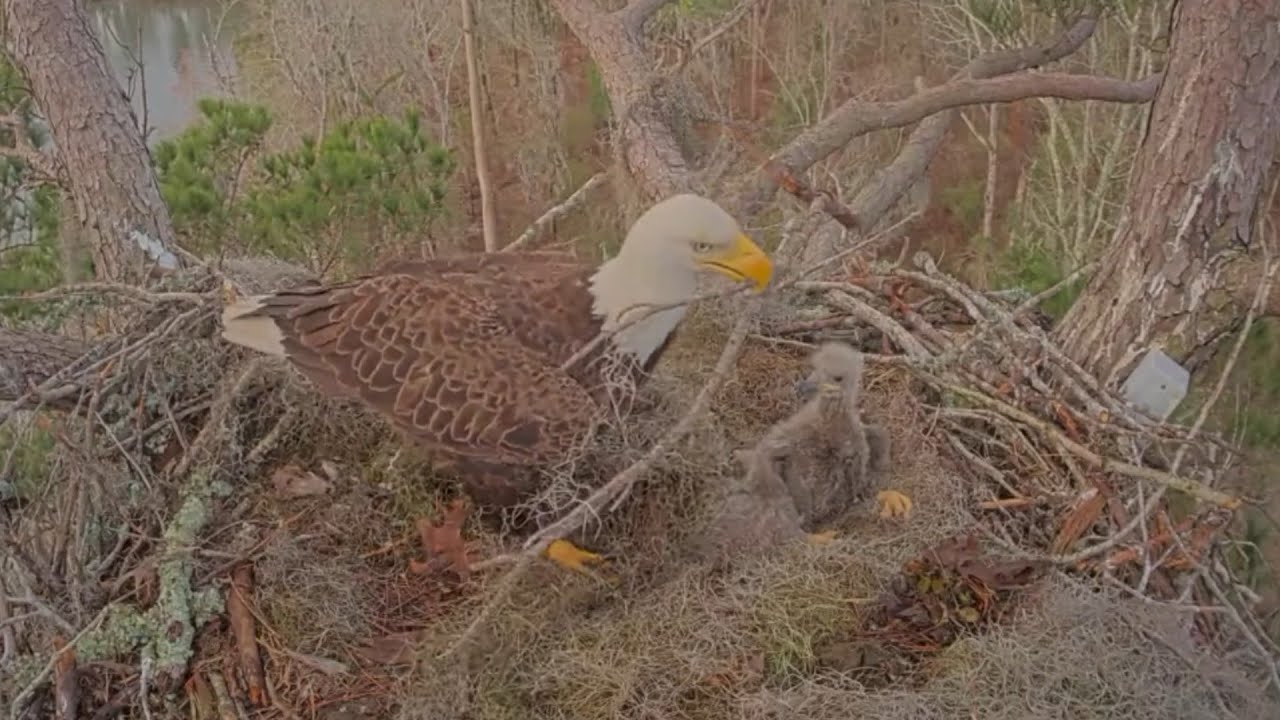 Andria III brings long sticks and arranges in nest | Kisatchie National Forest E-1 | Feb 15, 26