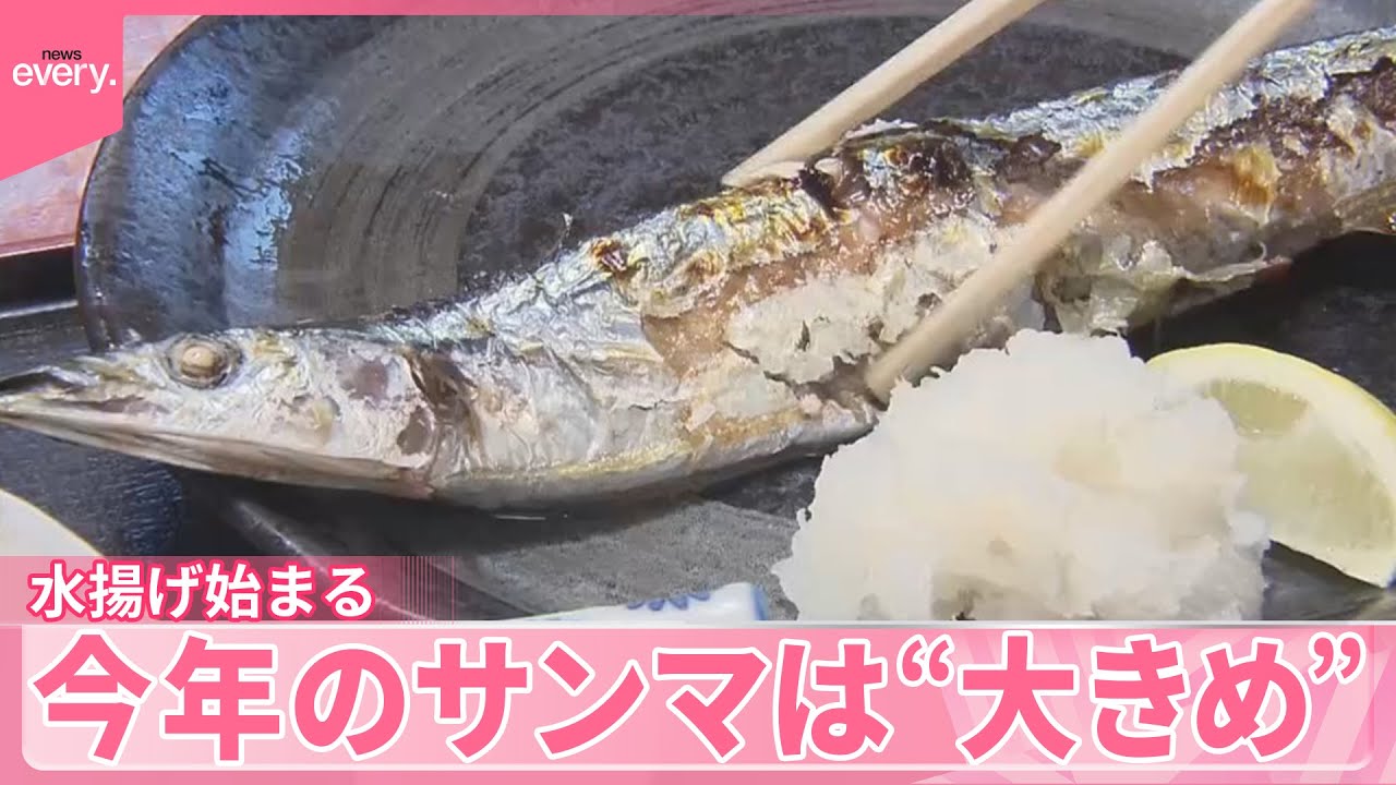 【今年のサンマ】“大きめ”脂ものって…うまい！  水揚げ始まる  滑り出しは好調