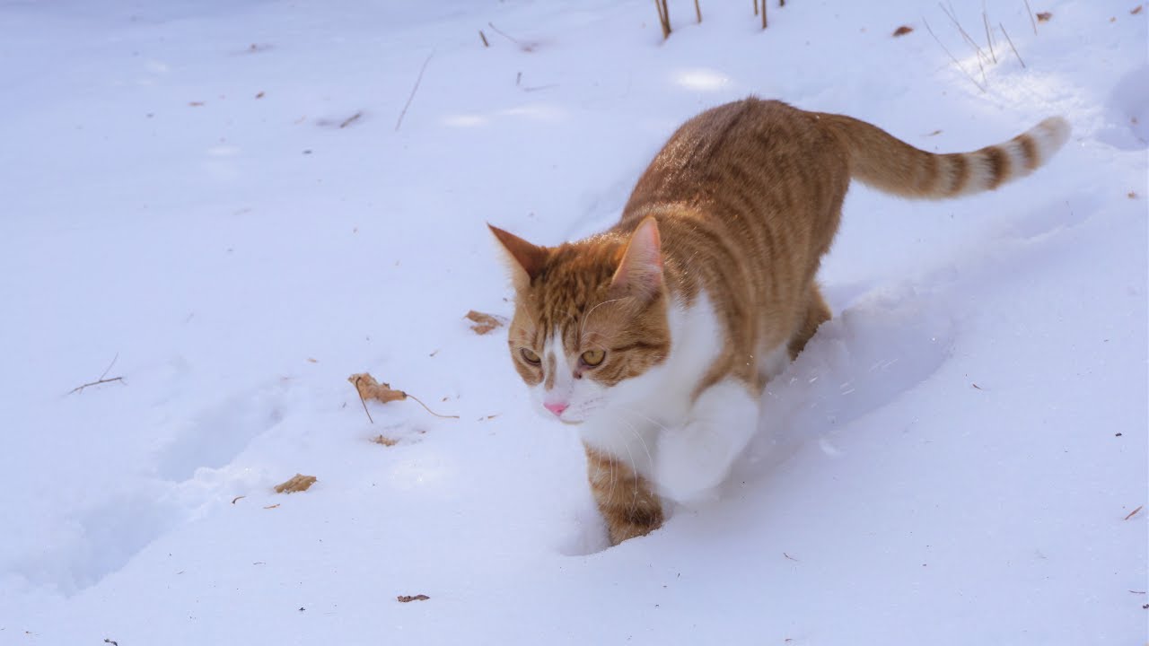 Cats playing in snow