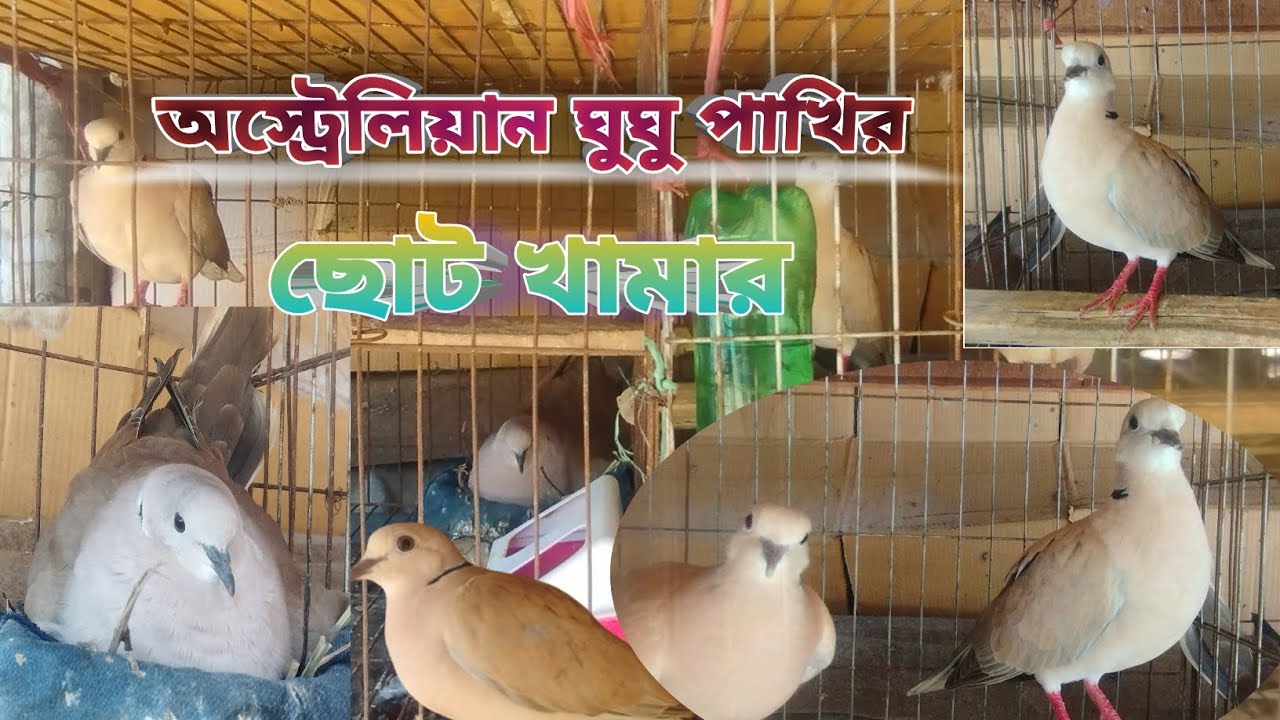 অস্ট্রেলিয়ান ঘুঘু পাখির ছোট খামার
