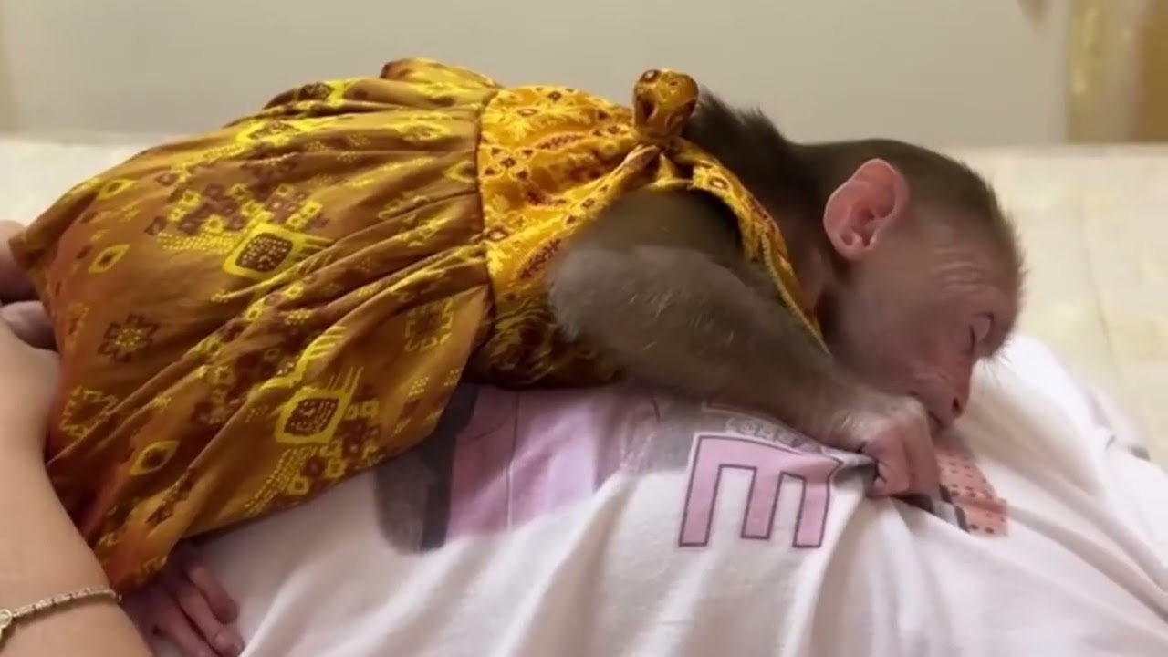 Funny Monkey Videos Ep102#lovely #cute #adorable #newborn #animals  #obedient #monkey#cat #duet