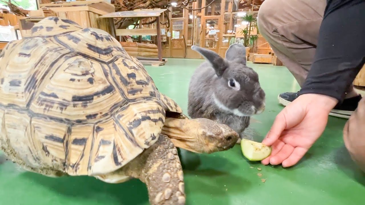 ウチのウサギとカメは超仲良しですw
