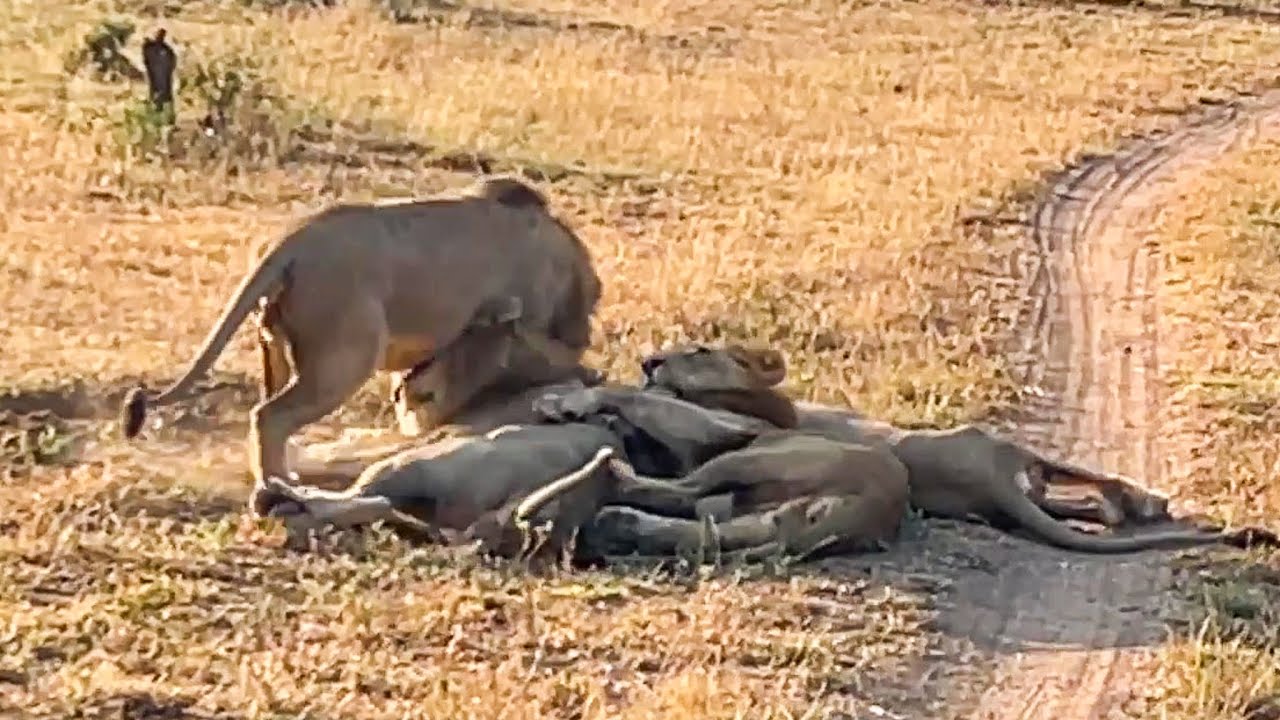 ПЯТЬ львов-самцов нападают друг на друга | andBeyond Tengile | WILDwatch