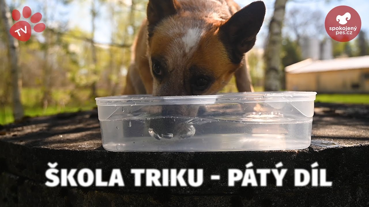 Škola triku - Pátý díl - Tlapka TV