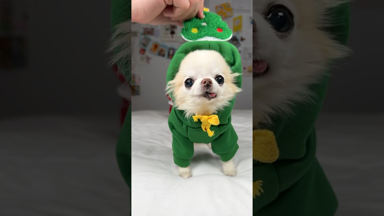 Merry Christmas friends!🎄 #dog #chihuahua #cute #funnydog