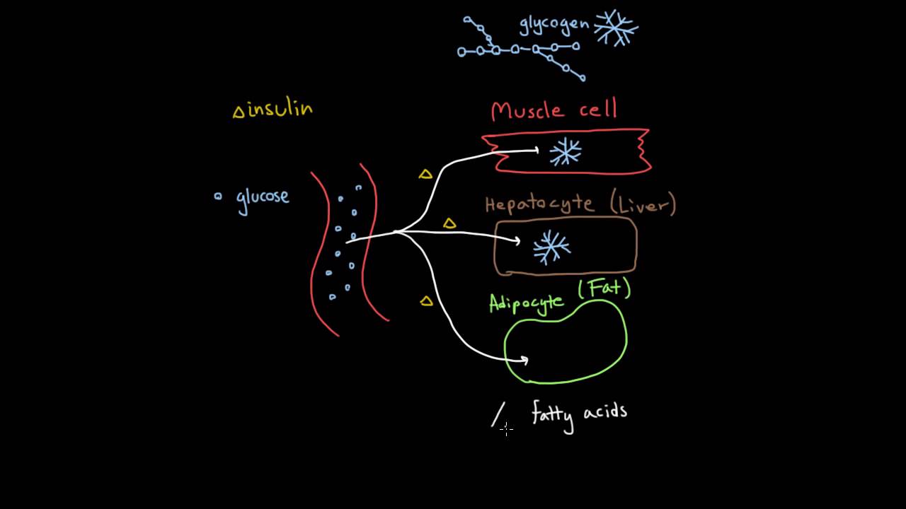 Insulin 3: How is glucose stored? And how is it later un-stored?