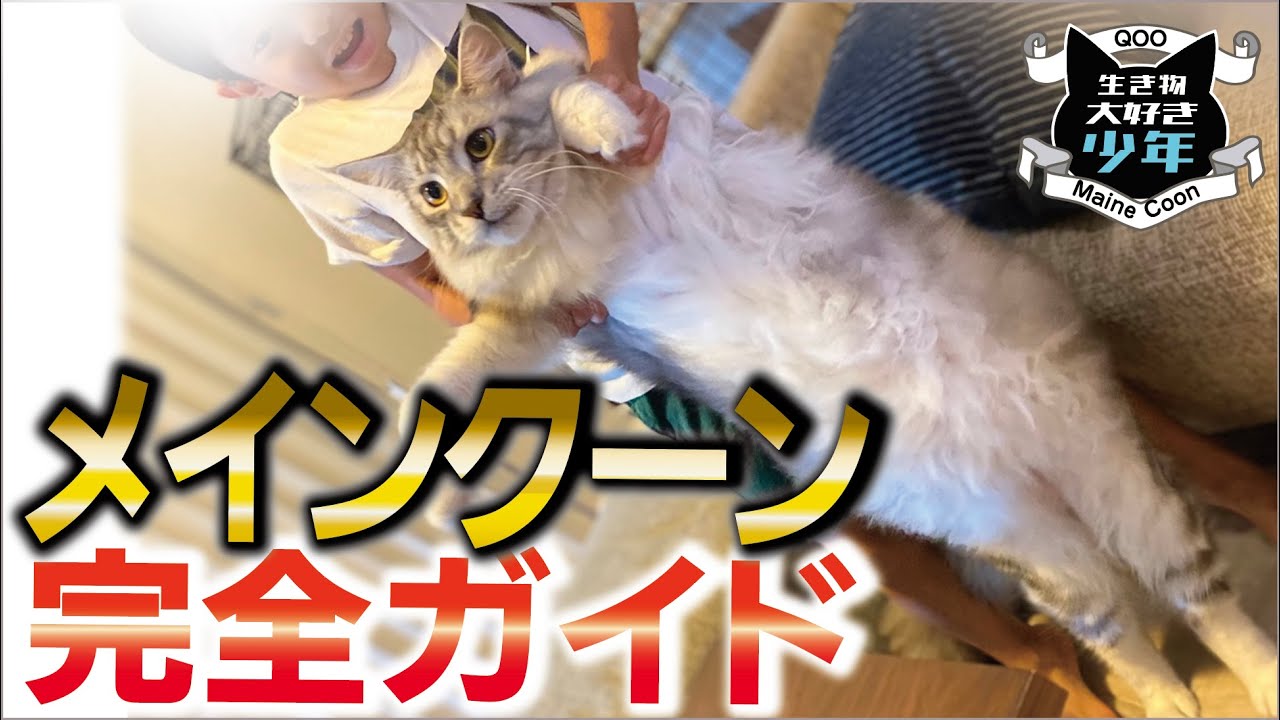 【メインクーン完全ガイド】世界最大の猫メインクーンってどんな猫？ 完全解説！