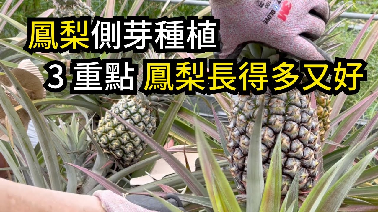 鳳梨(菠萝)側芽種植，掌握3重點，可以讓鳳梨一顆變好幾顆，長到吃不完 | 阿星種植