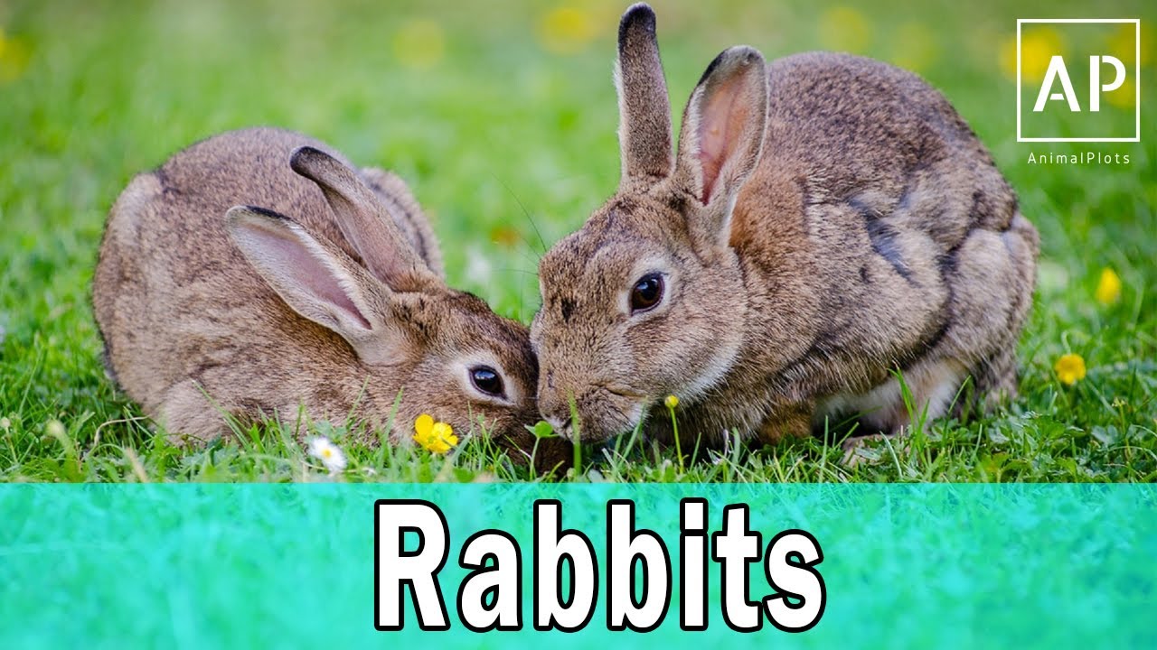 Top Most Beautiful Rabbits In The World #AnimalPlots