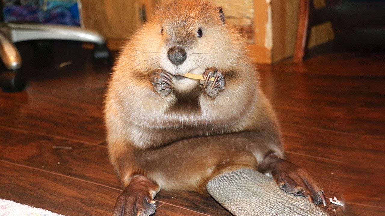 😻 10 Awesome And Unusual Pets
