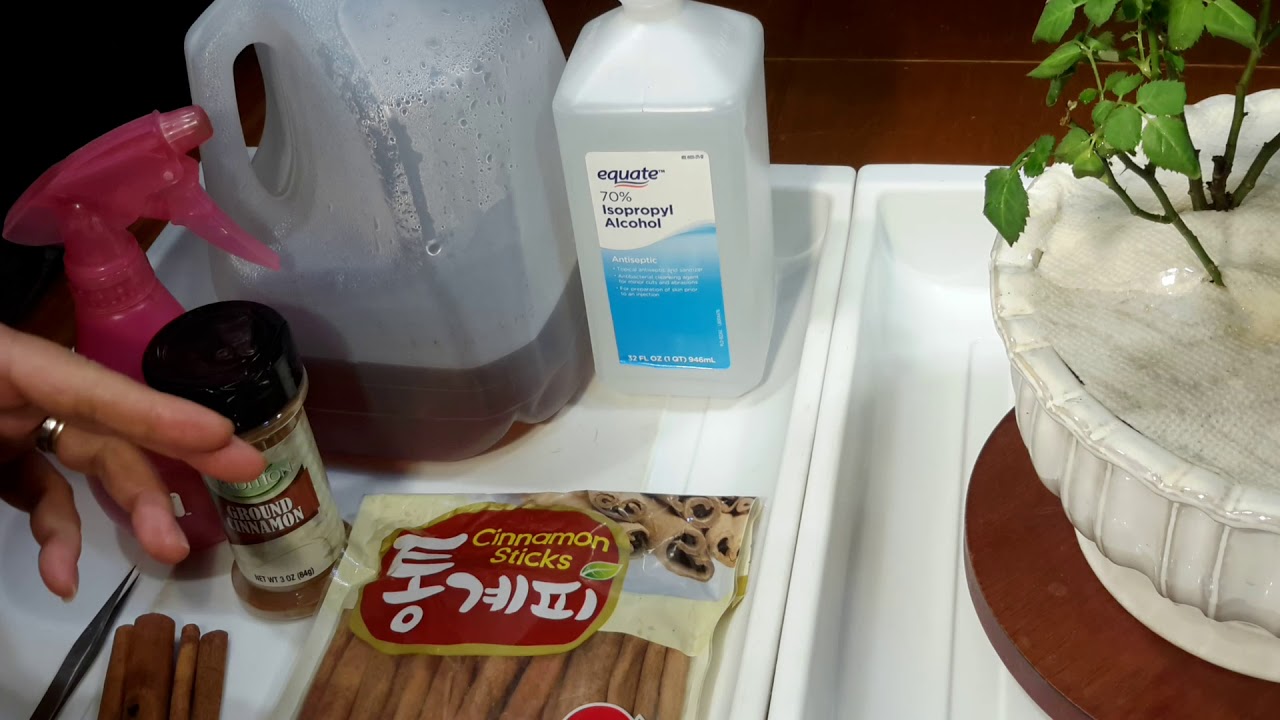 계피물을 사용하여 진딧물 제거하는 방법 - 미니 사계장미《How to get rid of aphids on miniature Rose using Cinnamon》