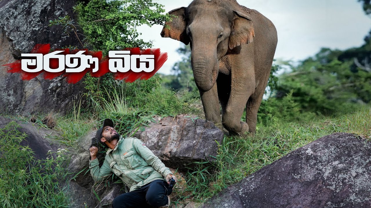 ඕනිම කන්දක නගින පූනාගල තනි අලියා | Mountain Elephant Srilanka 