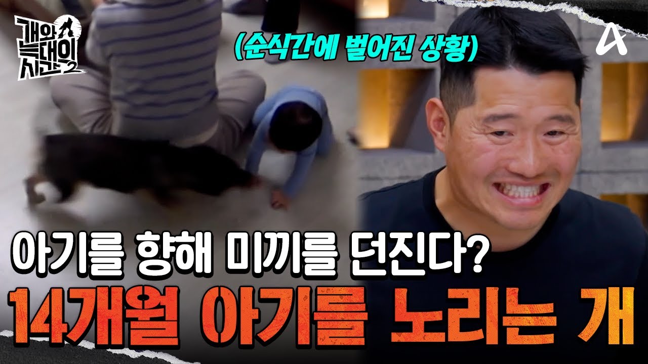 아기를 노리는 '미끼'를 던진다?! 14개월 어린 손자를 위협하는 늑대 '다온'! | 개와 늑대의 시간2 14 회