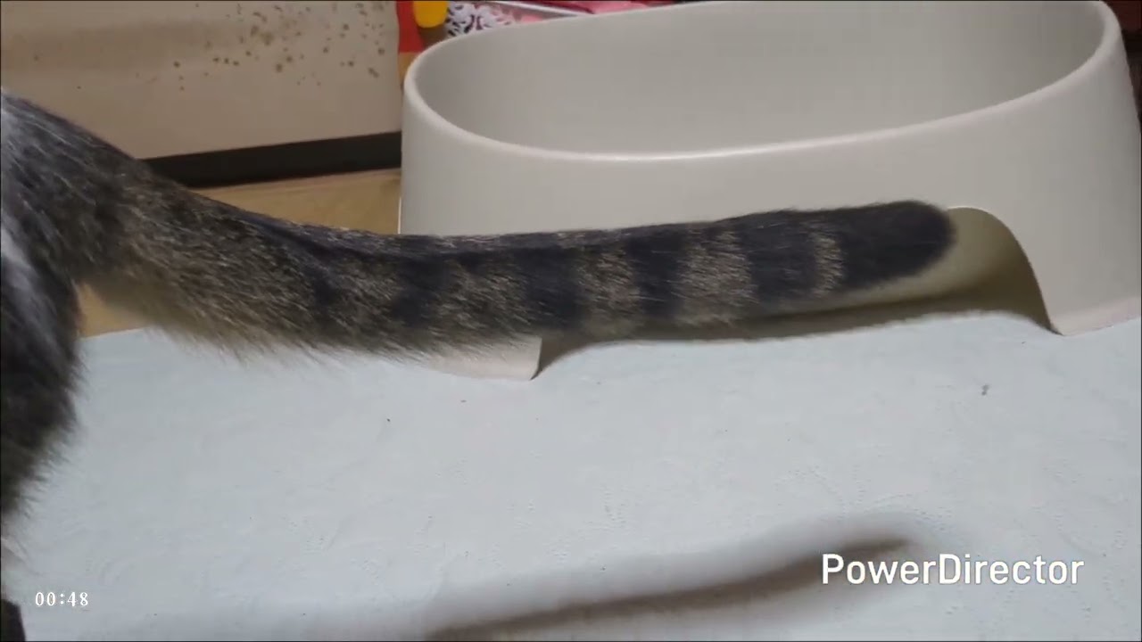 ニャアの夕食タイムトライアル(20260129)