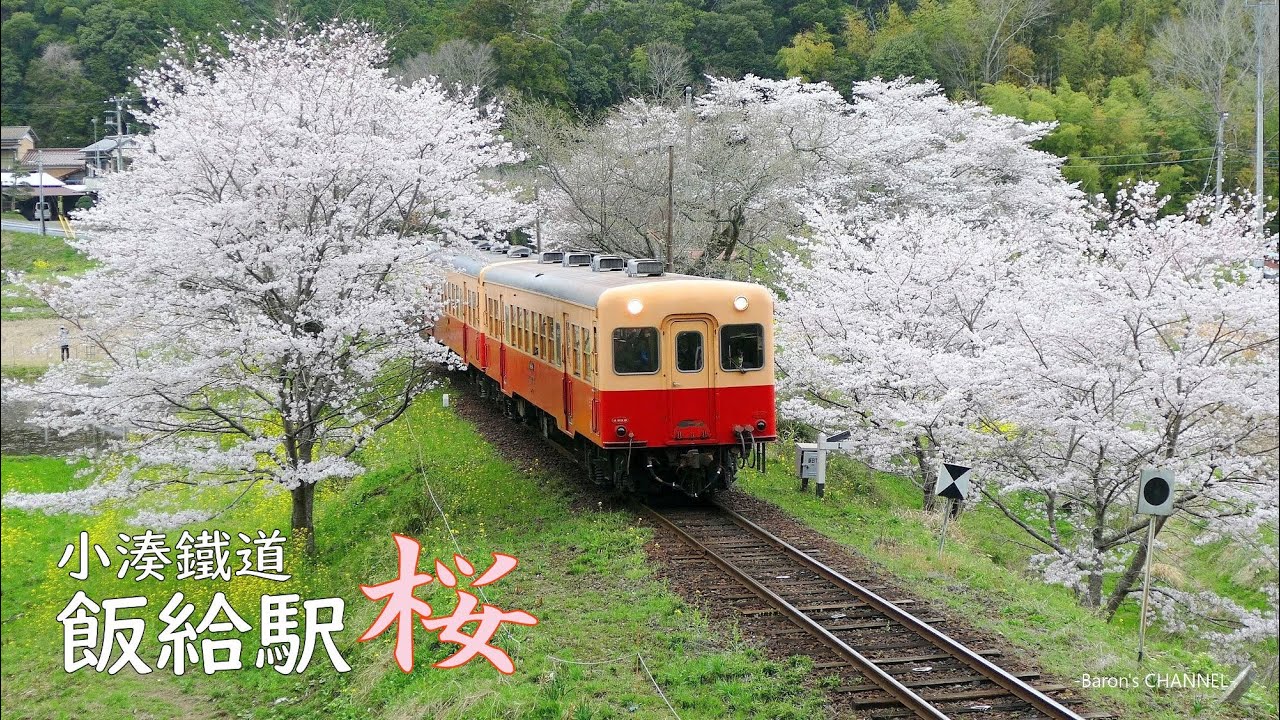 飯給駅の桜と菜の花　小湊鉄道 （千葉県市原市） 2022年3月31日