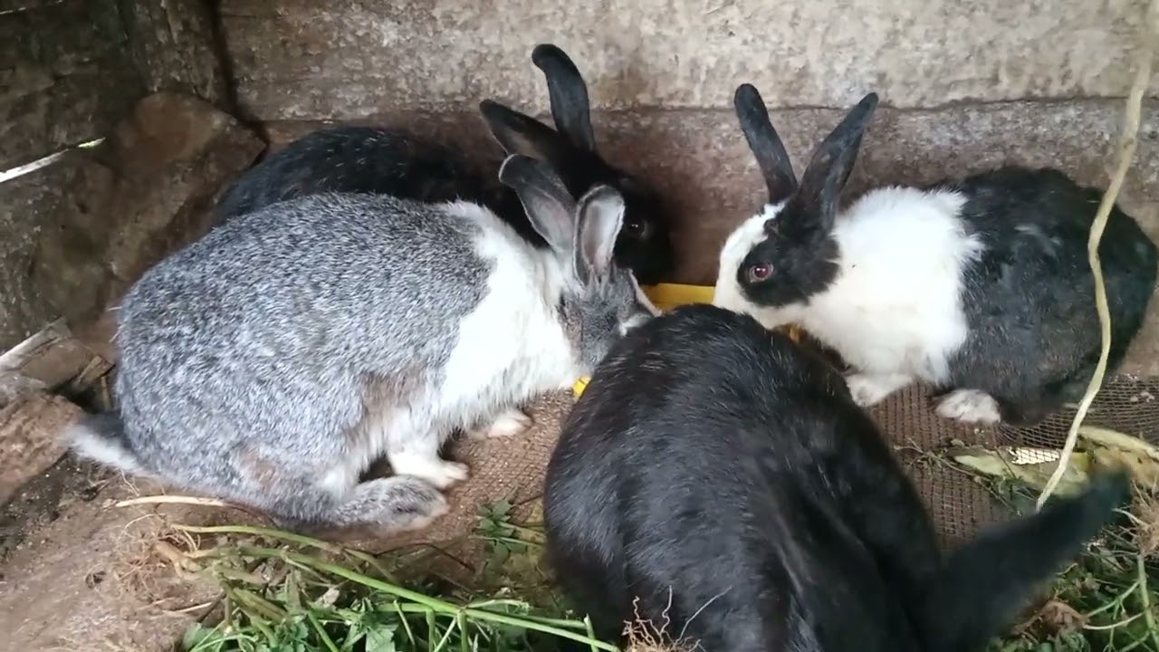 How Water is Vital for Rabbits