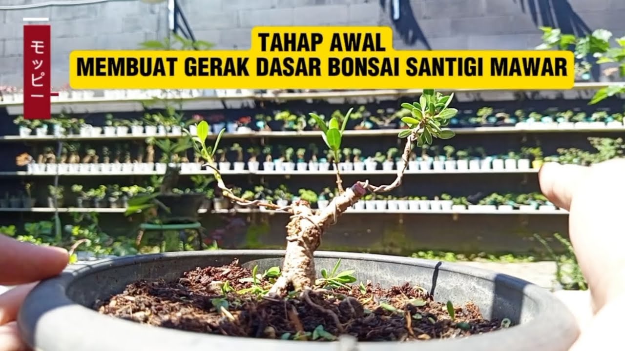 TAHAP AWAL MEMBUAT GERAK DASAR BONSAI FORMAL SANTIGI MAWAR
