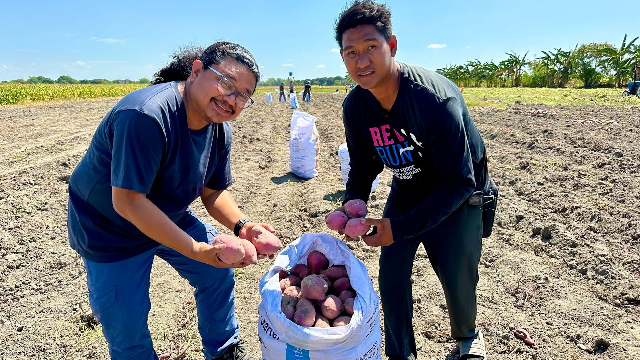 HINDI nag COLLEGE, Pero mas MALAKI ang KITA sa NAGTAPOS? YAYAMAN ang BATANG KAMOTE FARMER na ito!