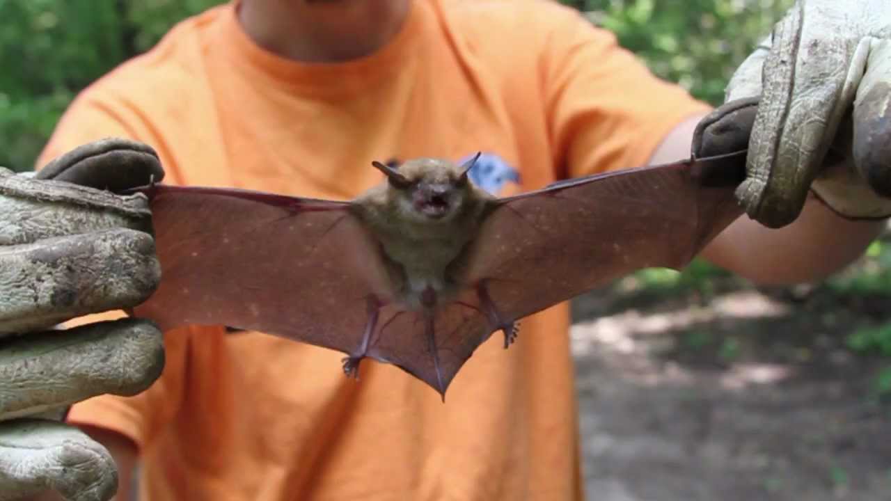 Bats - Suburban Wildlife Control's First Video Bats Gone Wild