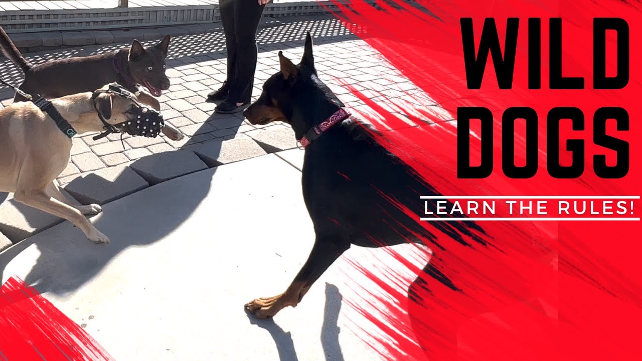 Two dogs who pull and bark at people and dogs learn how to act.