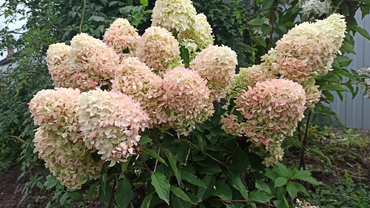 ГОРТЕНЗИИ ЦВЕТУТ 🌱😍 Как меняется цвет Тульская область 25.08.25