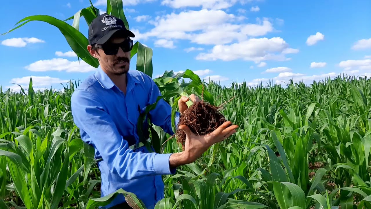 O que o Sistema Radicular da Planta tem a ver com a Fotoss&iacute;ntese?