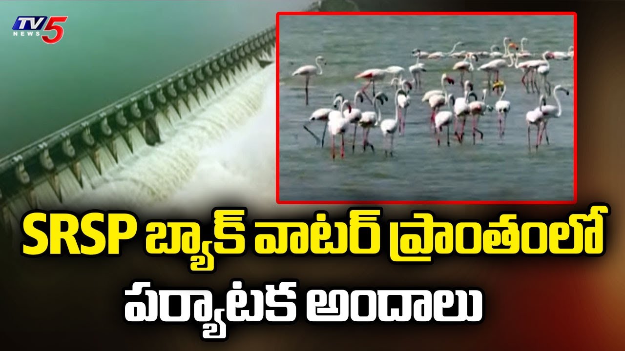 SRSP బ్యాక్ వాటర్ ప్రాంతంలో ..Beauty Of Sri Ram Sagar Project Backwater Area | Nizamabad | TV5 News