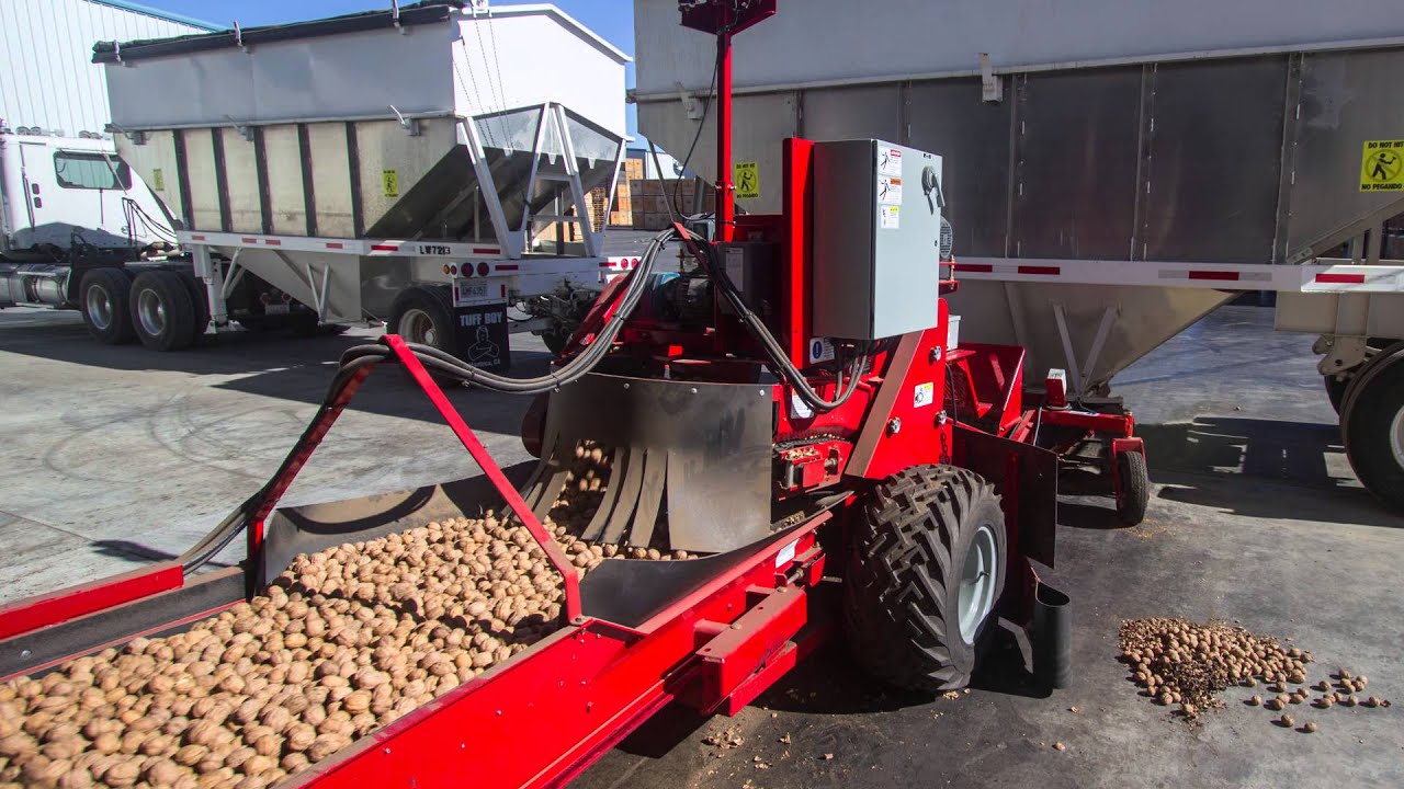 Harvesting and storing walnuts in Corning, CA USA