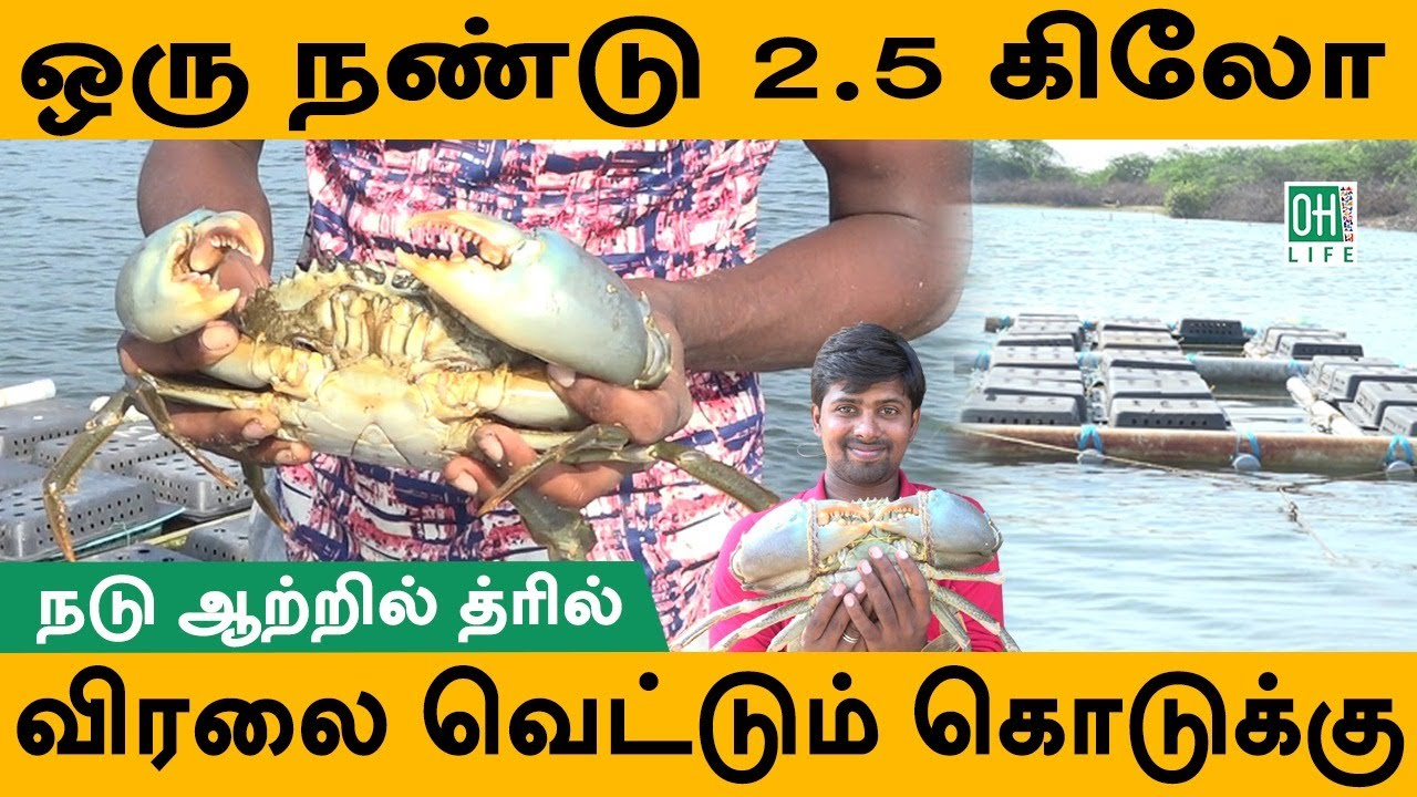 Mud Crab Farming | Nandu Valarpu | நண்டு வளர்ப்பு