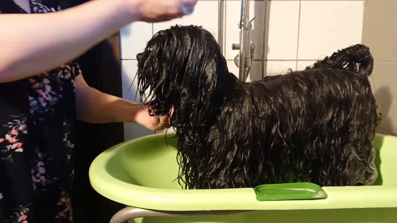 Tiibetinterrierin pesupäivä: Shampoopesu