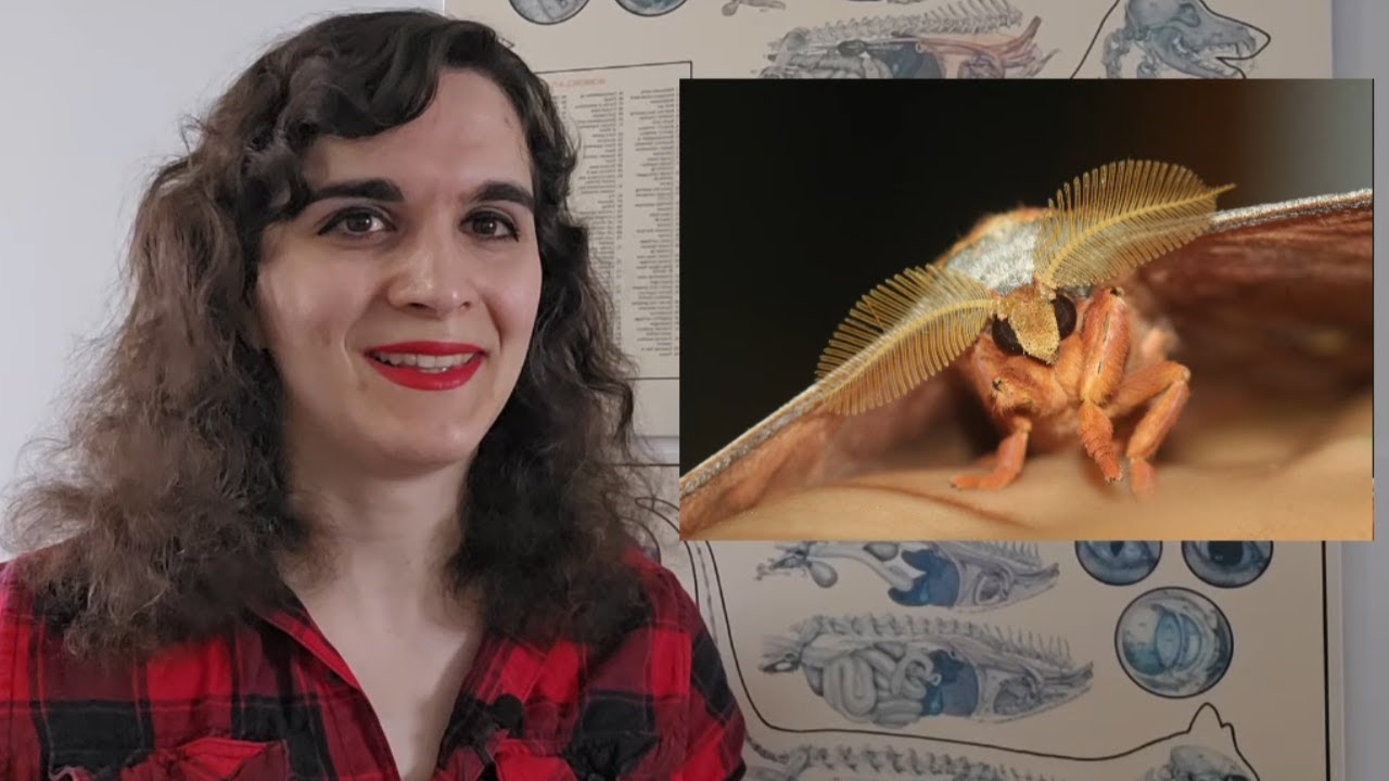 Dealing with Irrational Animal Phobias (1K Subscriber Special)