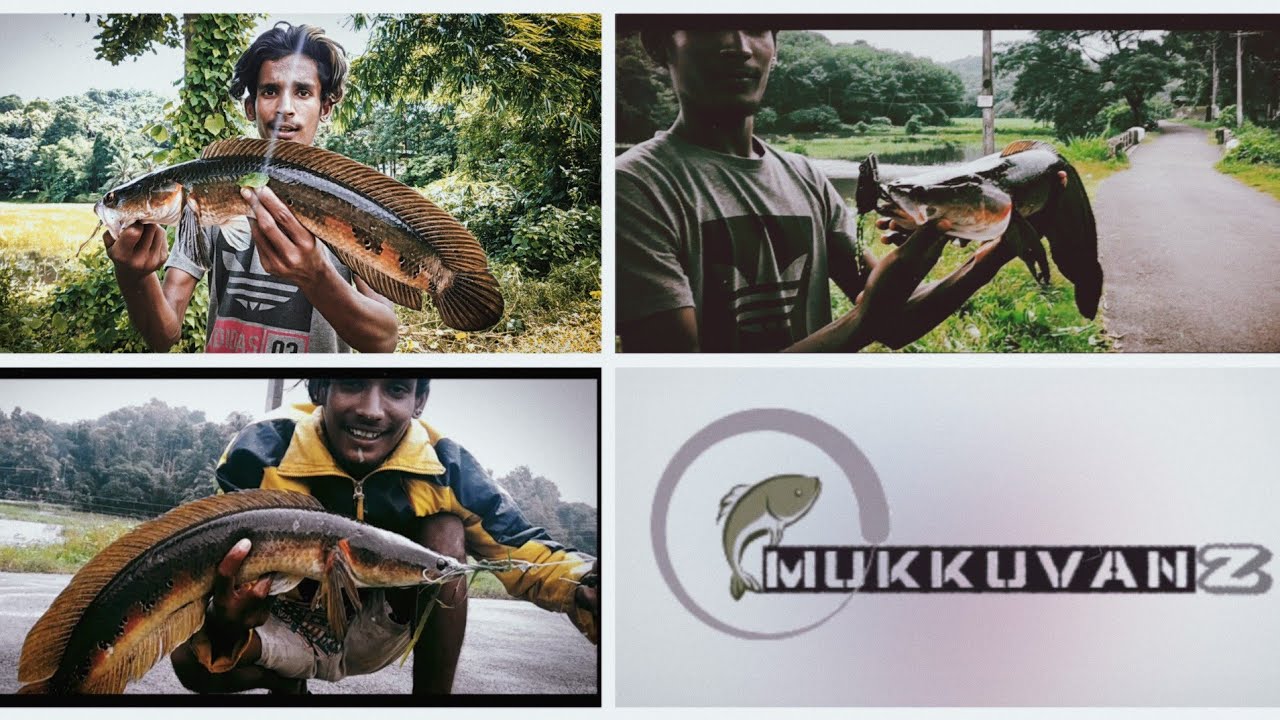മൂന്ന് കിടിലൻ ചേറുമീൻ പിടുത്തം|snakehead hunting|lure casting