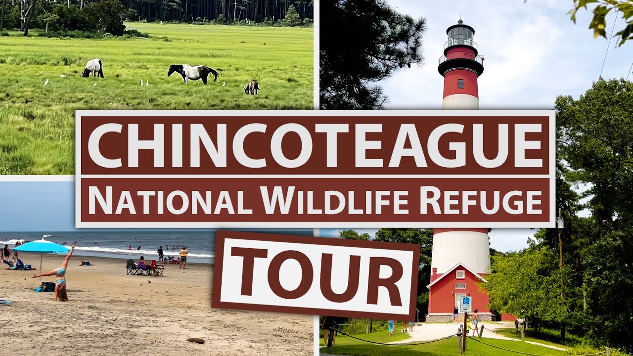 Chincoteague National Wildlife Refuge Tour - Virginia's Eastern Shore Region - See Wild Ponies