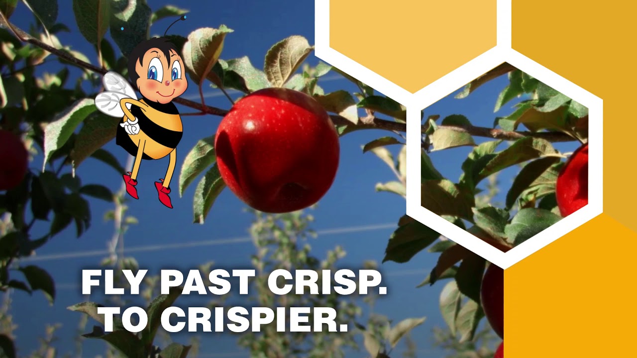 SugarBee&reg; Apples: In season now!