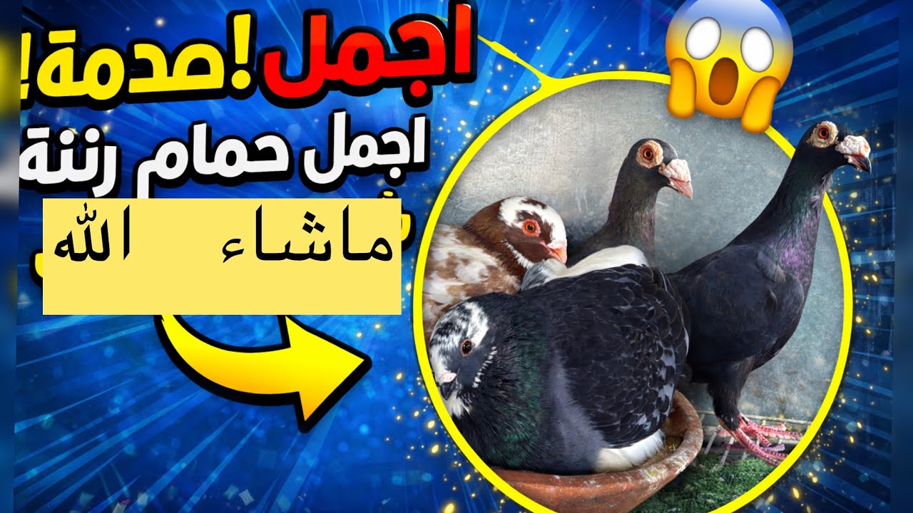 كتر من 5 دزوجات🫡 تبارك الرحمن وحدة تنسيك فلخرة😰  نخليكوم مع الفيديو👈🏻