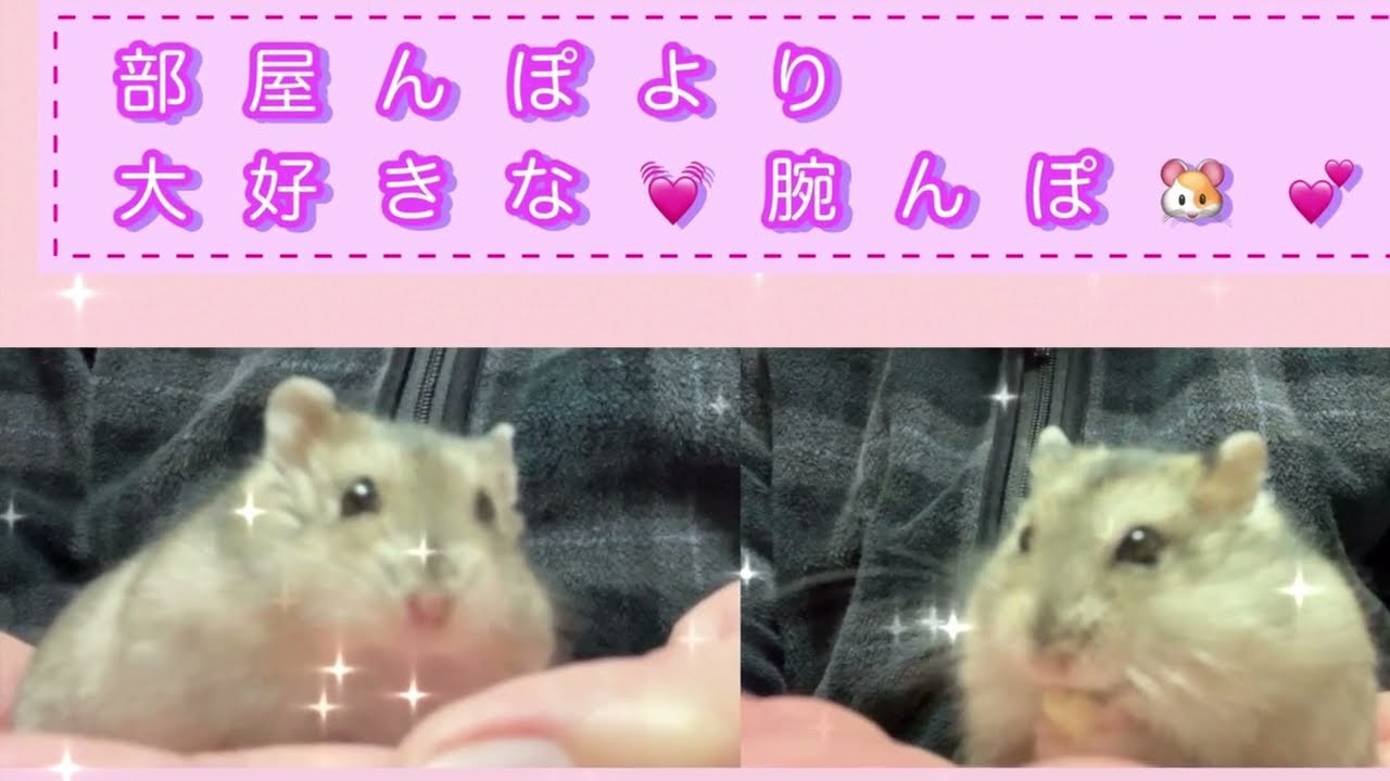 大好きな💓腕んぽ🐹💕かわいい鳴き声💕