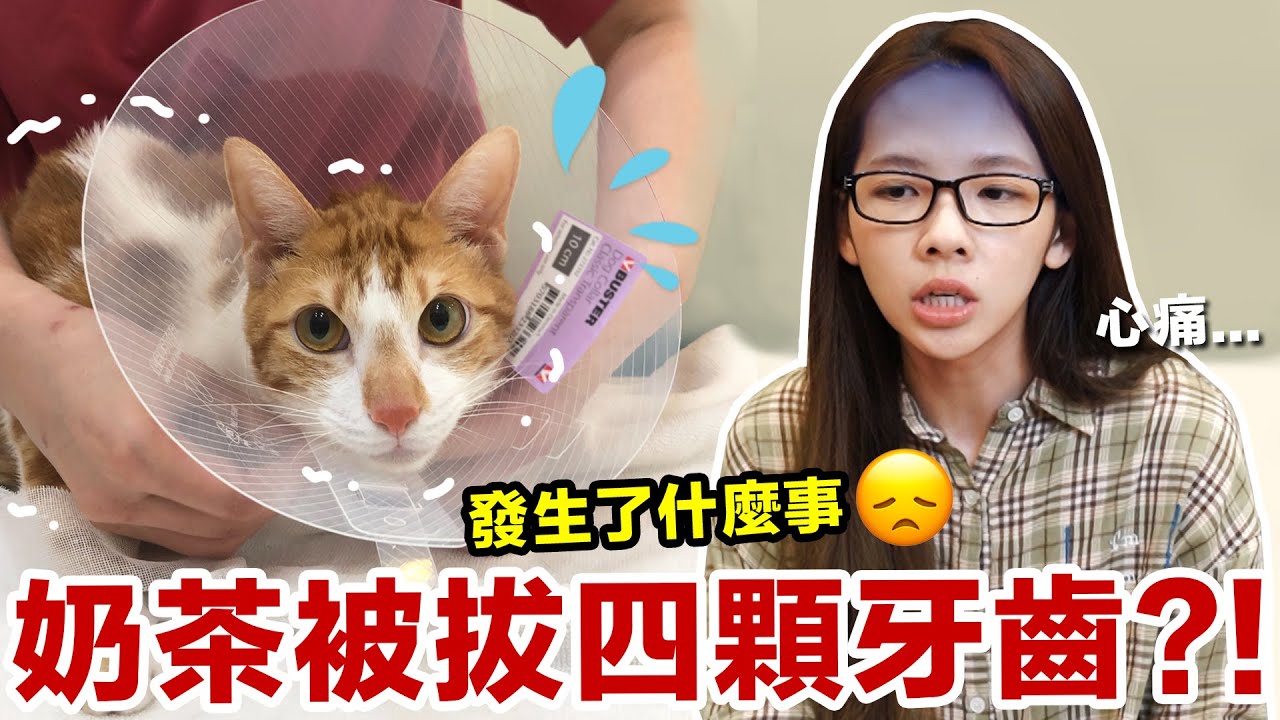 看醫生檢查時發現大問題? 奶茶為什麼被拔了好多牙QQ... ♥ 滴妹