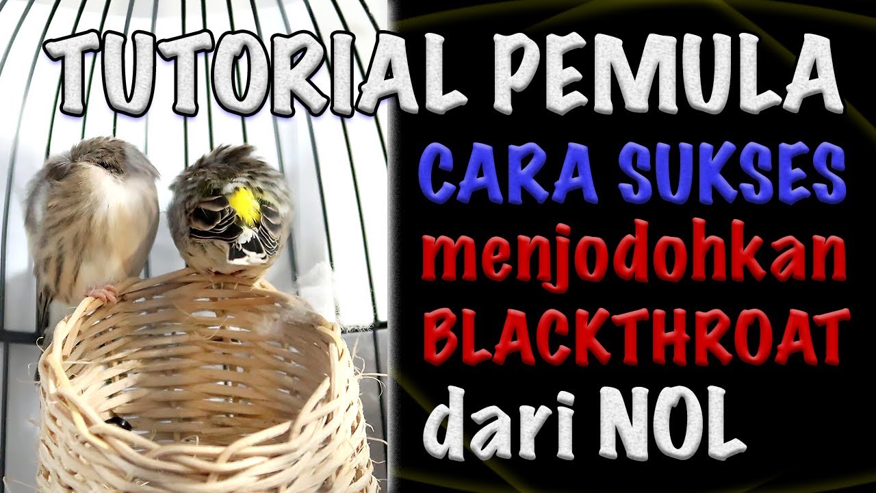 Cara menjodohkan Blackthroat agar cepat kawin dan produksinya berhasil (seri ternak burung BT)