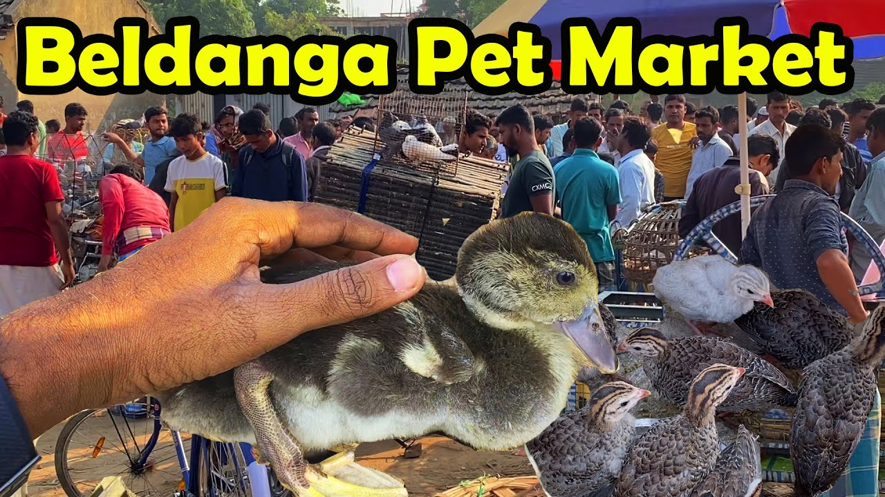 Beldanga Pet Market 😎
