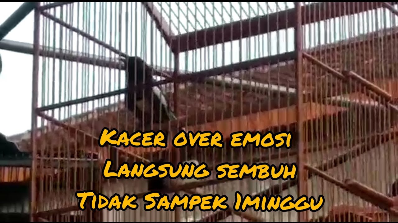 KONTAN SEMBUH KACER OVER EMOSI (over emotions)GAK SAMPEK 1MINGGU