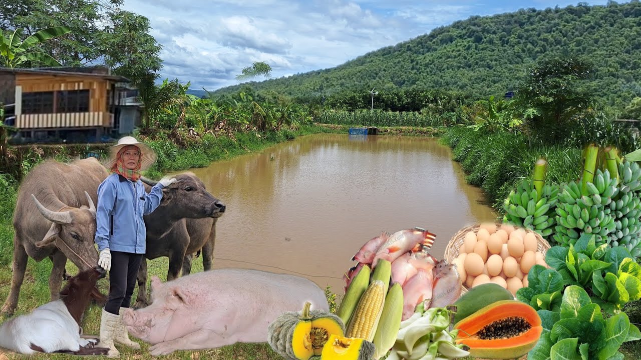 ทำเกษตรผสมผสาน!! สร้างสุขหลังเขา มีรายได้เข้ากระเป๋า พร้อมเเหล่งอาหารเต็มสวน!!