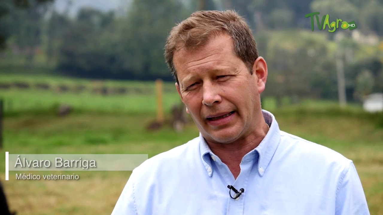 IMPORTANCIA DE LA CRIANZA DE TERNERAS - ASOJERSEY COLOMBIA