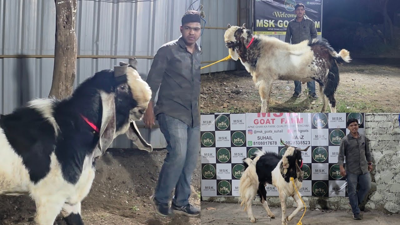 Giant Size Big Kota Bakro Ka Collection At MSK Goat Farm Padgha Bhiwandi. 