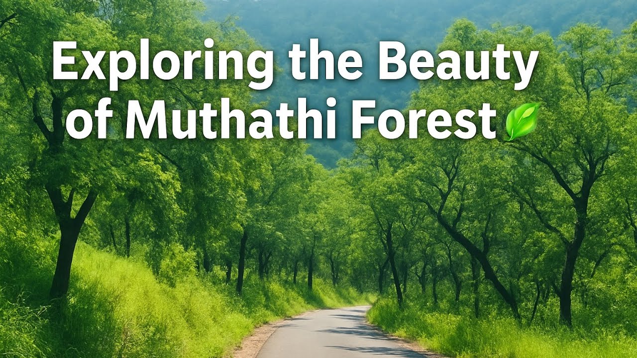 &ldquo;Exploring the Beauty of Muthathi Forest 🌿&rdquo;