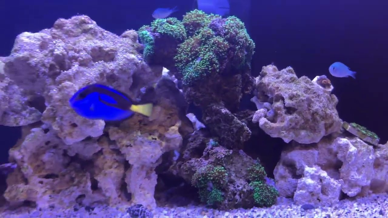 Deniz Akvaryumu / Kayıp Balık Nemo ve Arkadaşları