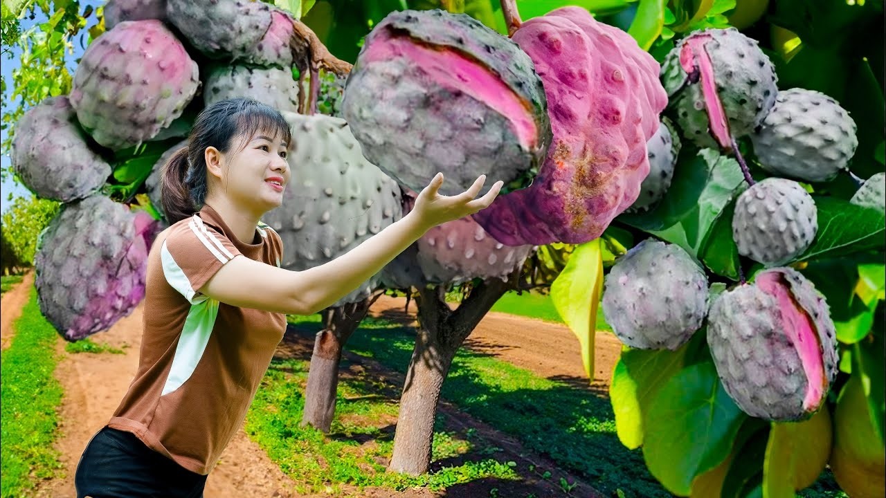 Colheita INSANA de Graviola Tailandesa sob 36 °C 😱 | Fruta Gigante Vendida no Mercado Rural