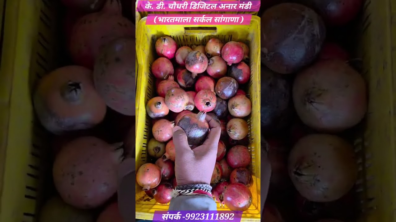 Rajasthan pomegranate 10/1/2026 latest auction prices and updates #pomegranate #shortsfeed #fruit 