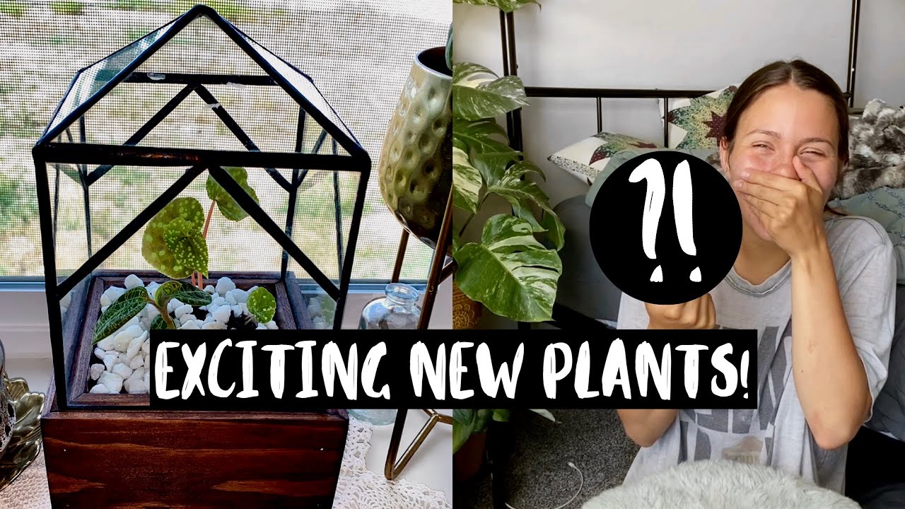 Unboxing PLANT MAIL! + Setting up A Mini Terrarium!