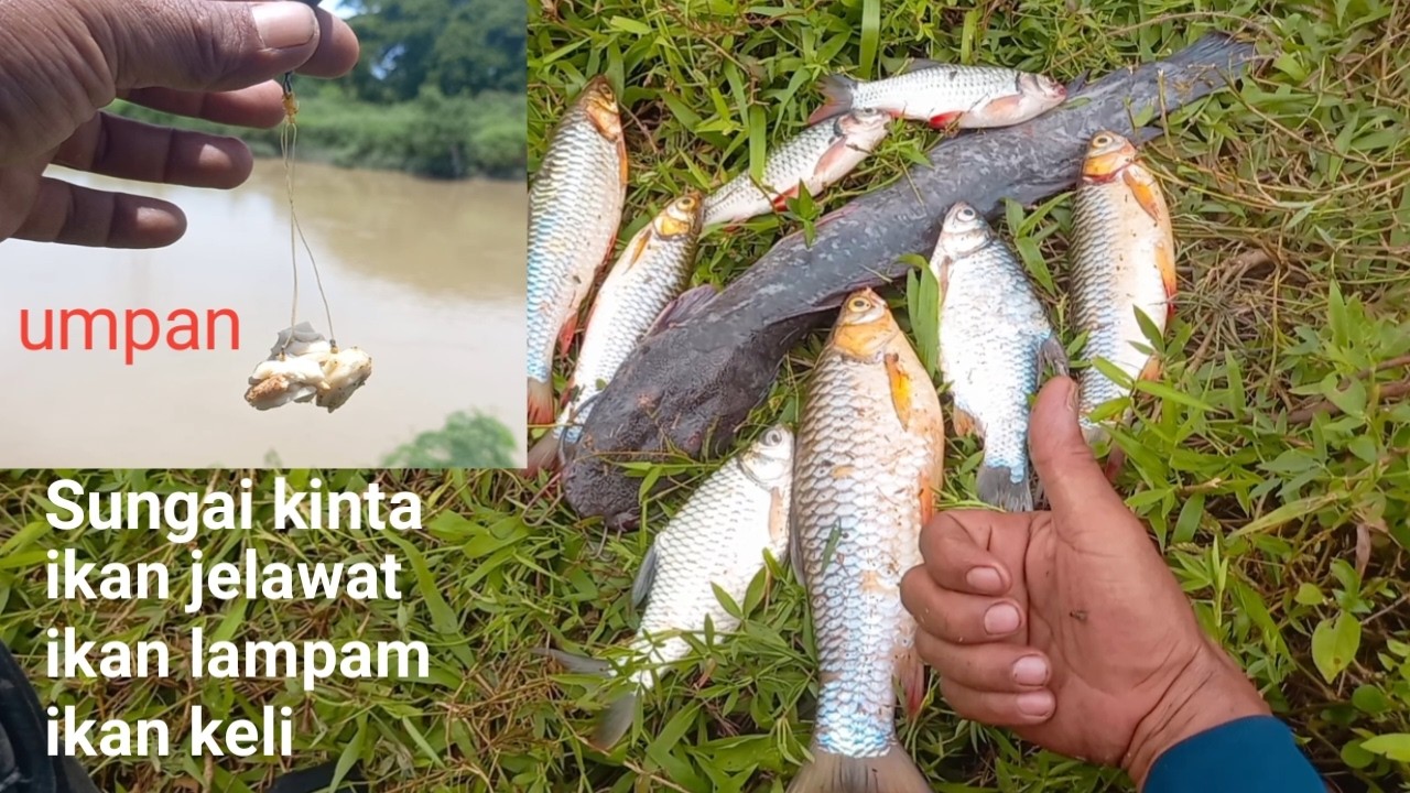 Sungai kinta .memancing  straike ikan jelawat , lampam , keli