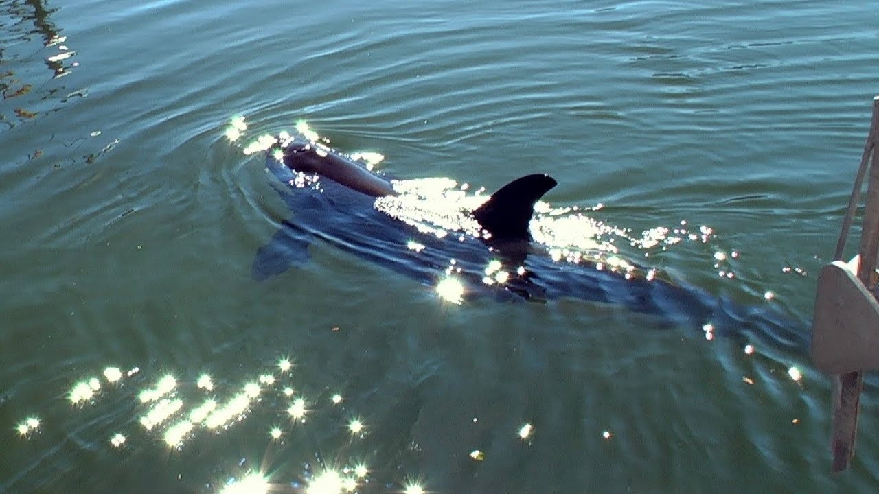 Solitary killer whale (orca) Luna L98 composite music video
